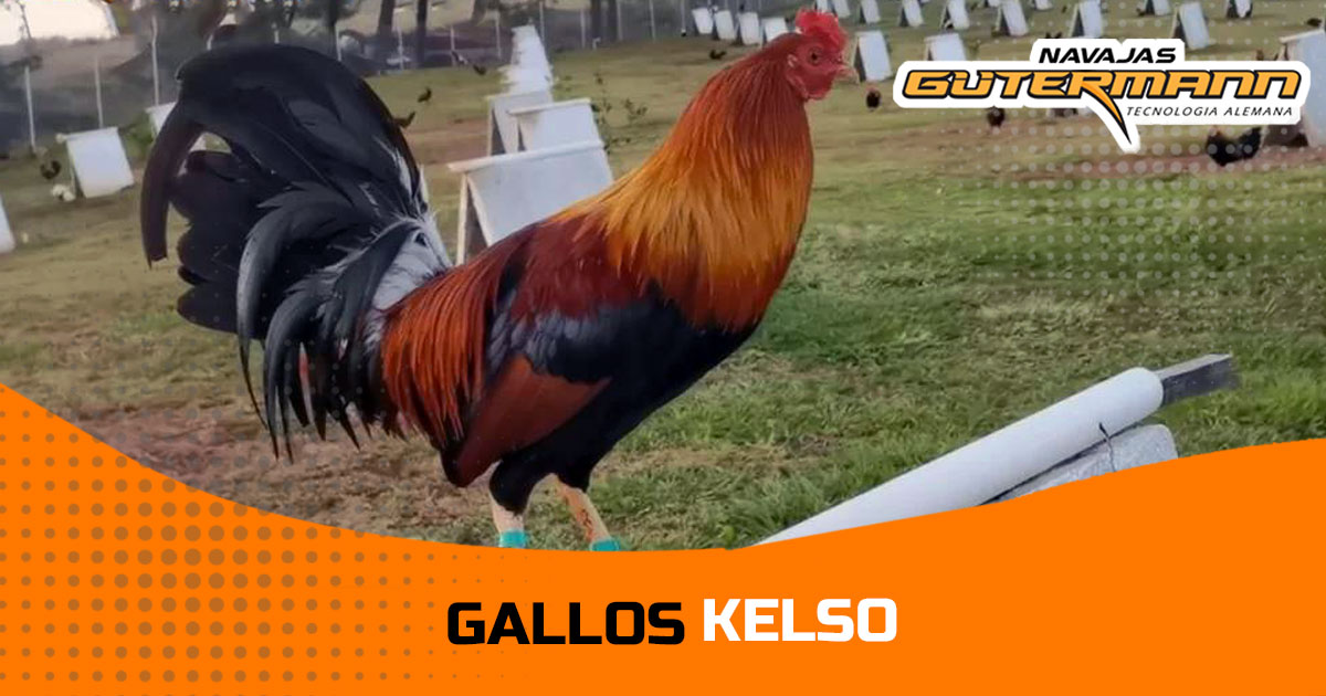 Gallo Kelso