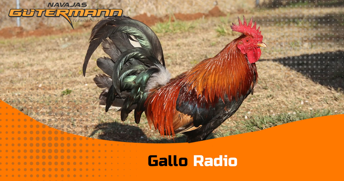 Gallo-radio-portada
