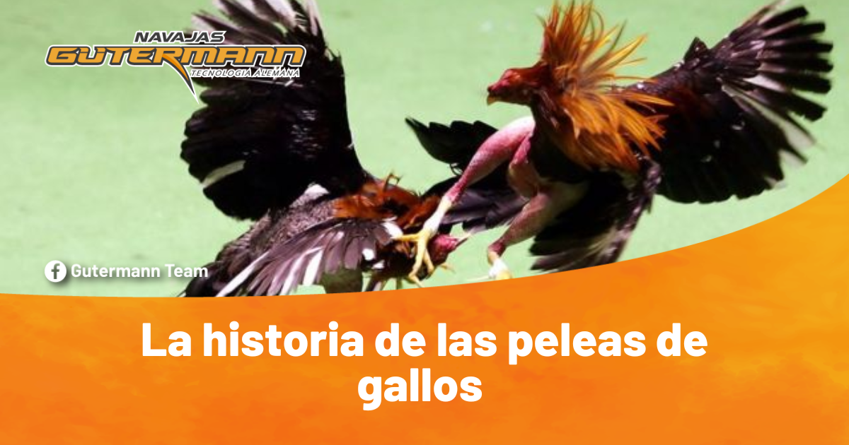 Dos gallos peleando en representación de la historia de las peleas de gallos.
